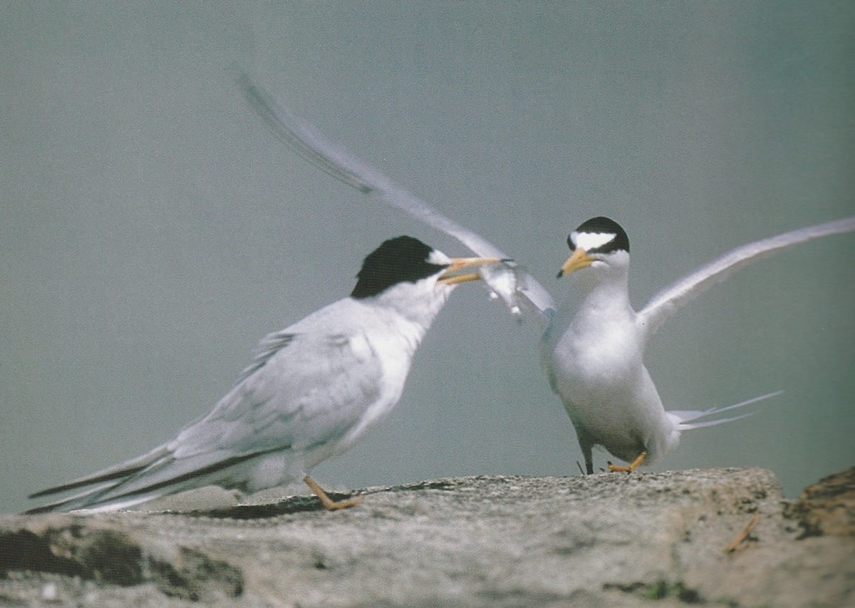 f:id:matmkanehara:20191002082200j:plain f:id:matmkanehara:20191002082200j:plain