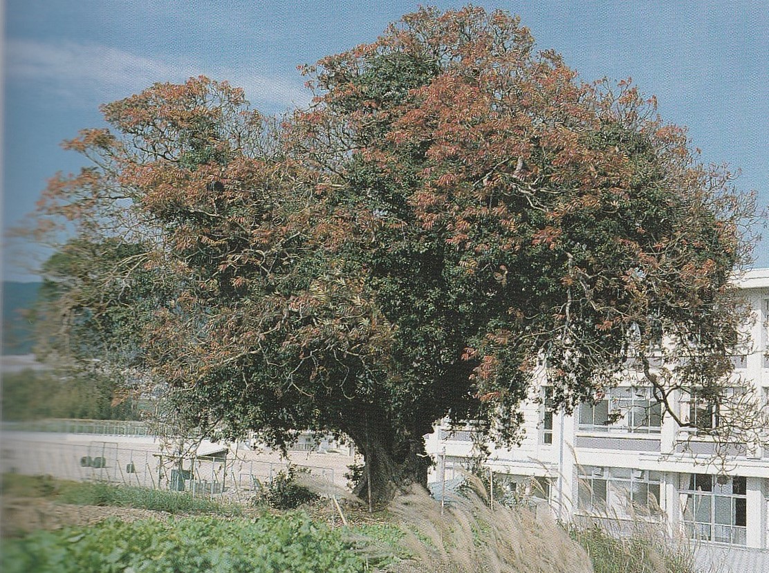 f:id:matmkanehara:20191004085222j:plain f:id:matmkanehara:20191004085222j:plain