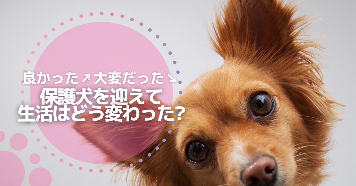 保護犬を迎えたら生活が180 変わった リアルに大変な点正直に答えます 保護犬との暮らし Com