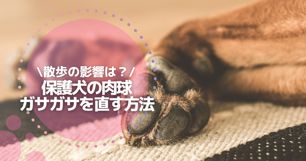 保護犬の肉球がガサガサ どうしたらフワフワに ずっとこのまま 保護犬との暮らし Com