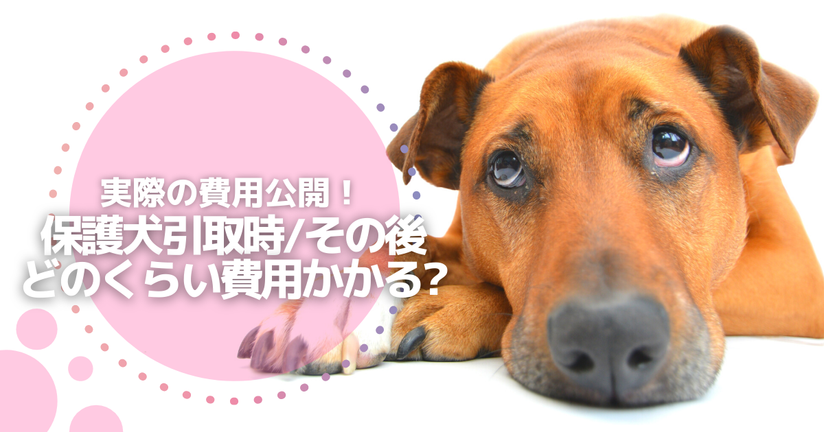 f:id:matome_page:20210613162346p:plain