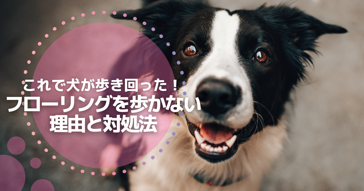保護犬がフローリング嫌がって歩かない 床コーティングとマット比べてみた 保護犬との暮らし Com