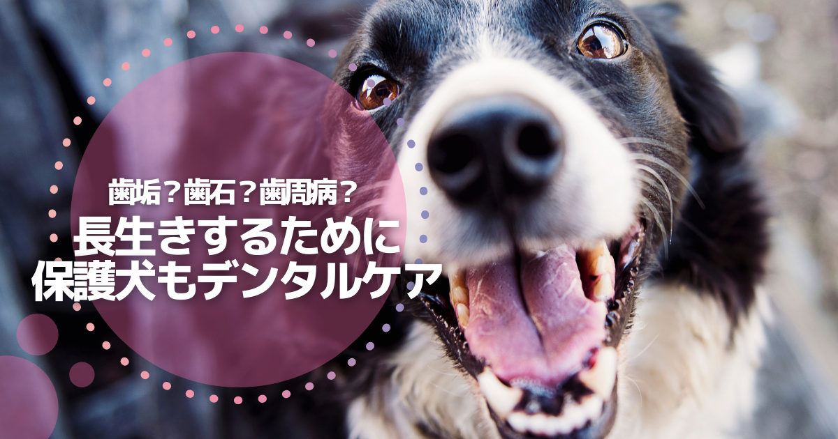 f:id:matome_page:20210913224018p:plain