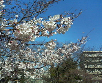 f:id:matsuba77:20110401084408j:image
