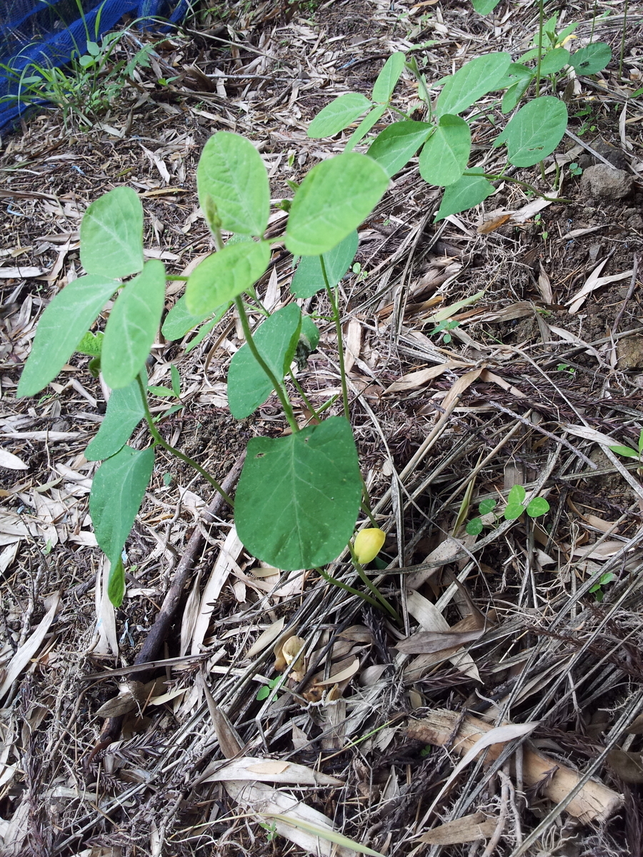 f:id:matsudama:20190630104738j:plain f:id:matsudama:20190630104738j:plain