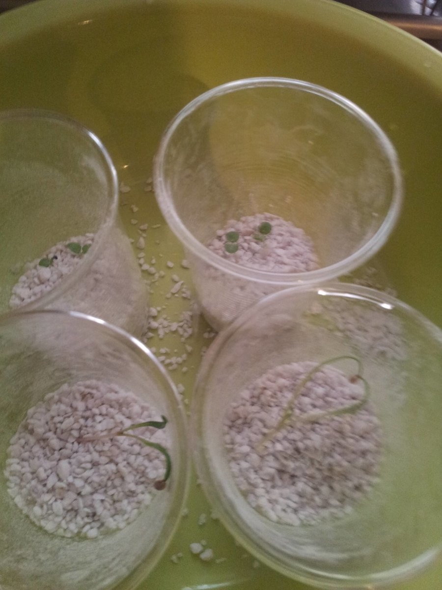 f:id:matsudama:20210703121049j:plain