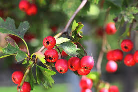 f:id:matsuedo:20200602115839j:plain f:id:matsuedo:20200602115839j:plain