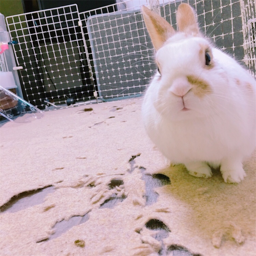 f:id:matsugorookoku:20190221000106j:plain