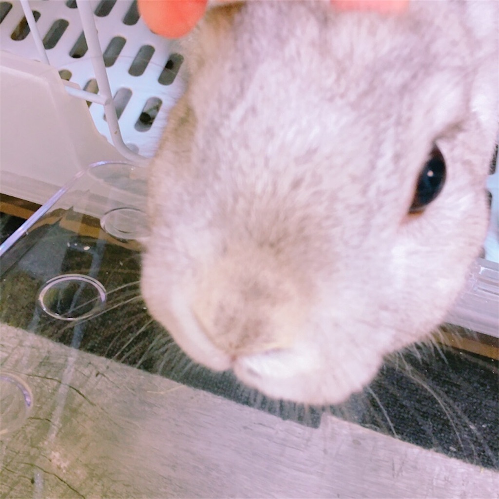 f:id:matsugorookoku:20190424144201j:image