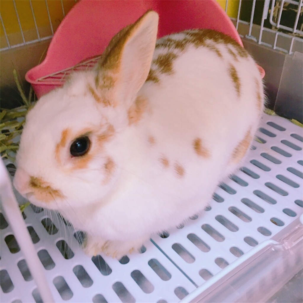 f:id:matsugorookoku:20190424144246j:plain f:id:matsugorookoku:20190424144246j:plain