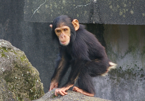 f:id:matsuiyousuke:20130608115105j:image:w360