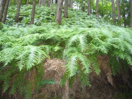 f:id:matsukento:20110805142626j:image f:id:matsukento:20110805142626j:image