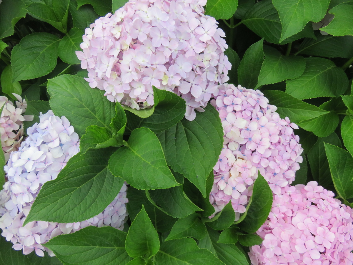 f:id:matsukento:20210702130930j:plain