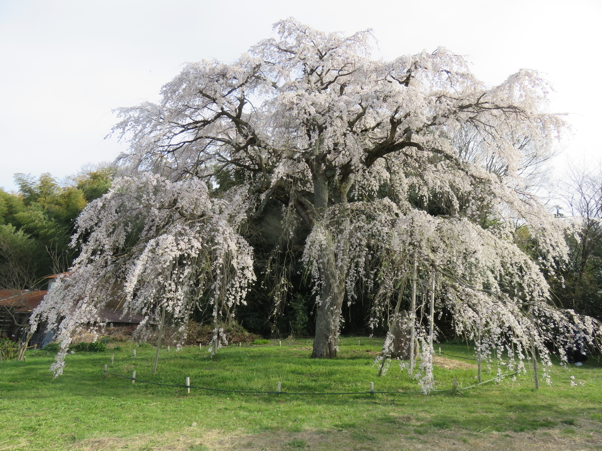 f:id:matsukento:20220405155126j:plain