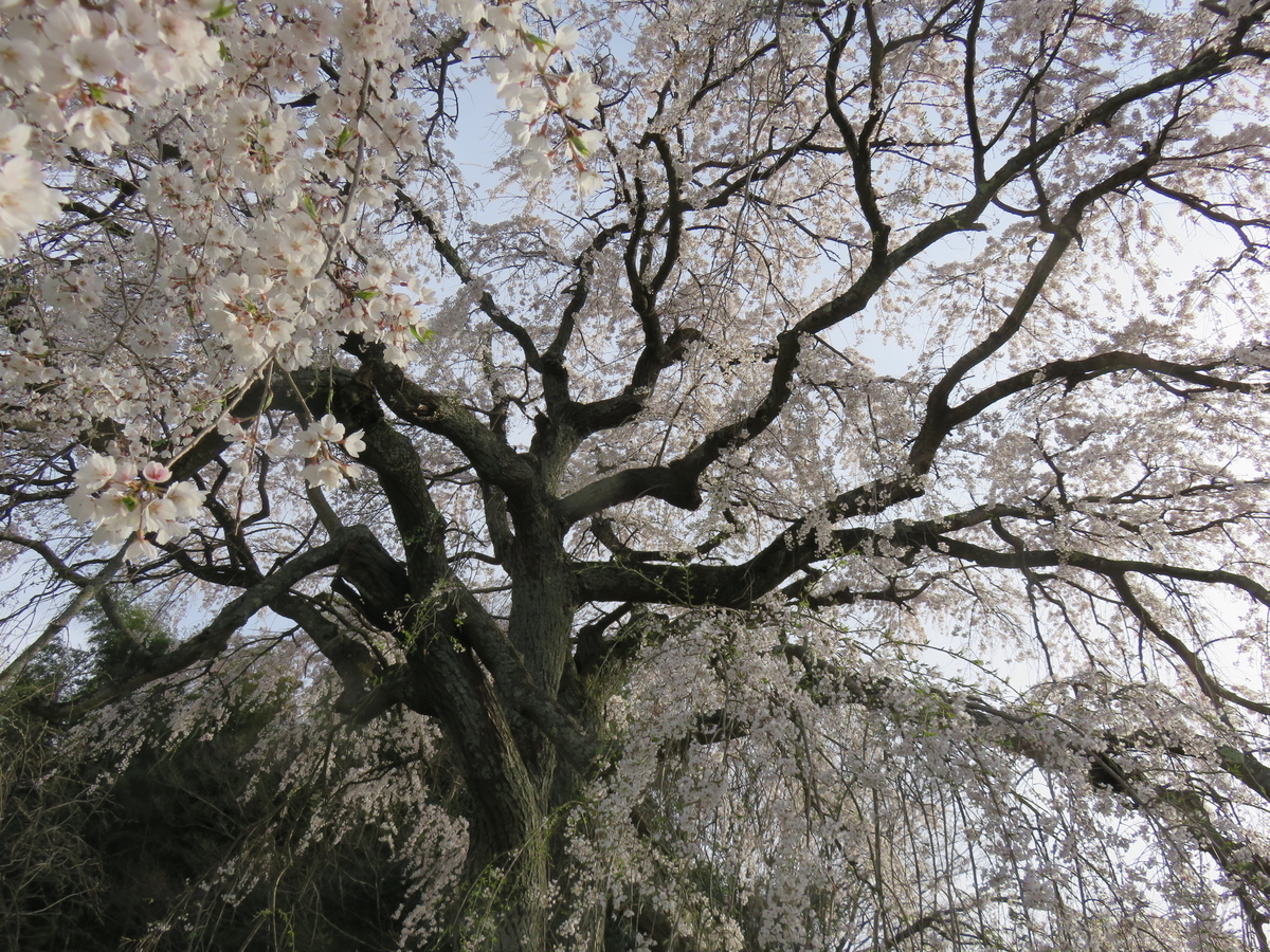 f:id:matsukento:20220405155139j:plain