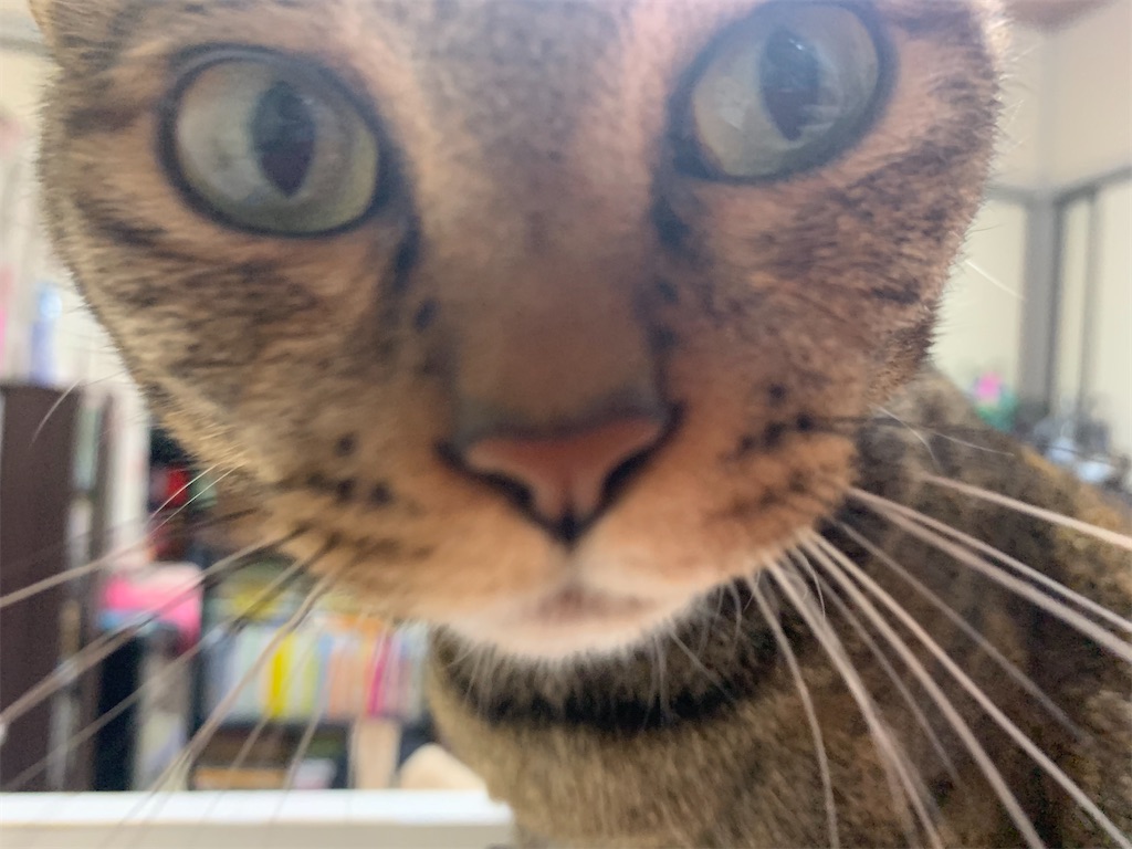 f:id:matsukintoki:20210606124131j:image