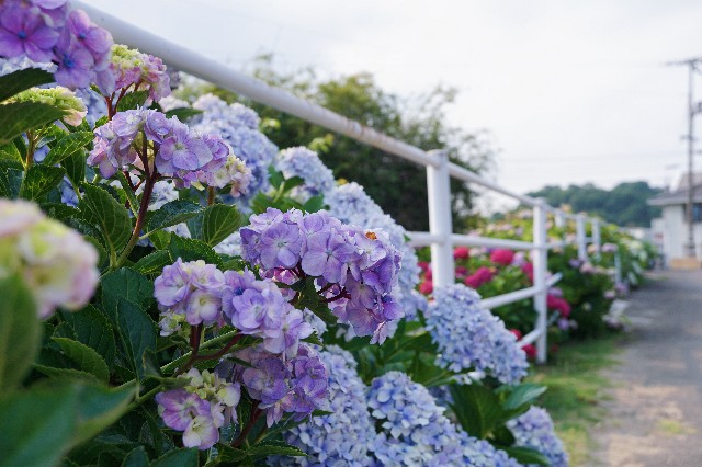 f:id:matsuko-555:20190629184132j:image f:id:matsuko-555:20190629184132j:image