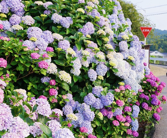 f:id:matsuko-555:20190629184158j:image f:id:matsuko-555:20190629184158j:image