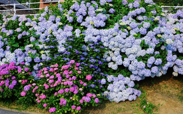 f:id:matsuko-555:20190629184236j:image f:id:matsuko-555:20190629184236j:image