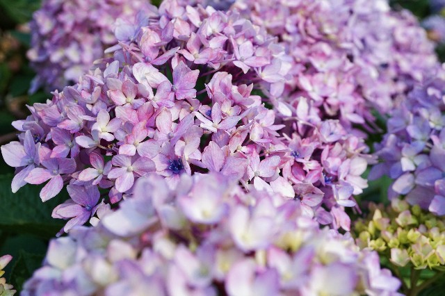 f:id:matsuko-555:20190629184923j:image f:id:matsuko-555:20190629184923j:image