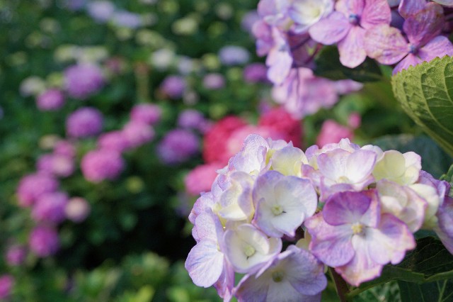 f:id:matsuko-555:20190629185004j:image f:id:matsuko-555:20190629185004j:image