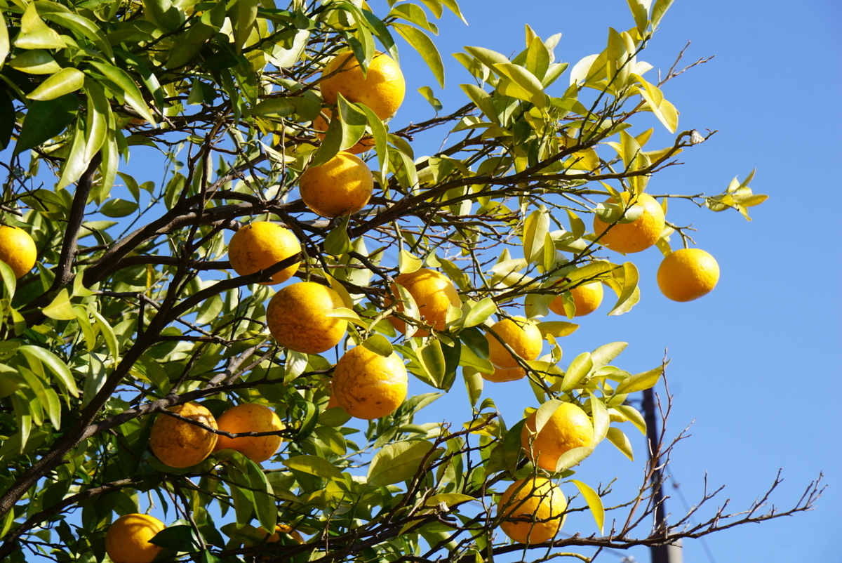 f:id:matsuko-555:20200129221732j:plain f:id:matsuko-555:20200129221732j:plain