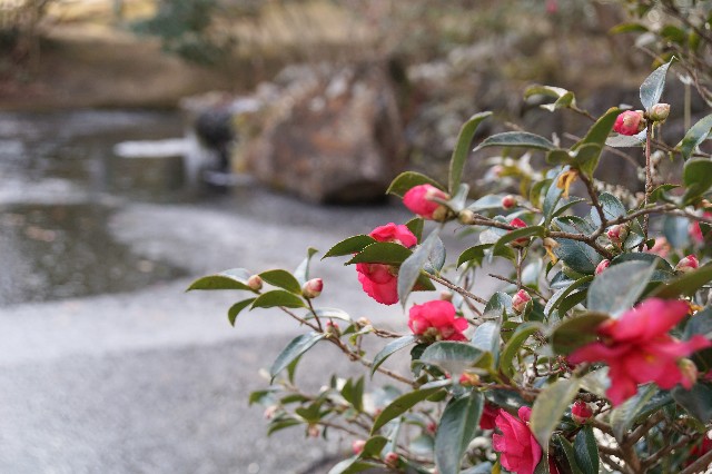 f:id:matsuko-555:20210111223755j:image f:id:matsuko-555:20210111223755j:image