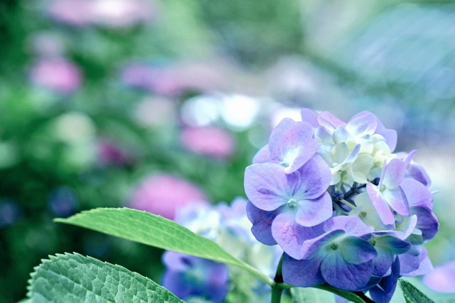 f:id:matsuko-555:20210111232317j:image f:id:matsuko-555:20210111232317j:image