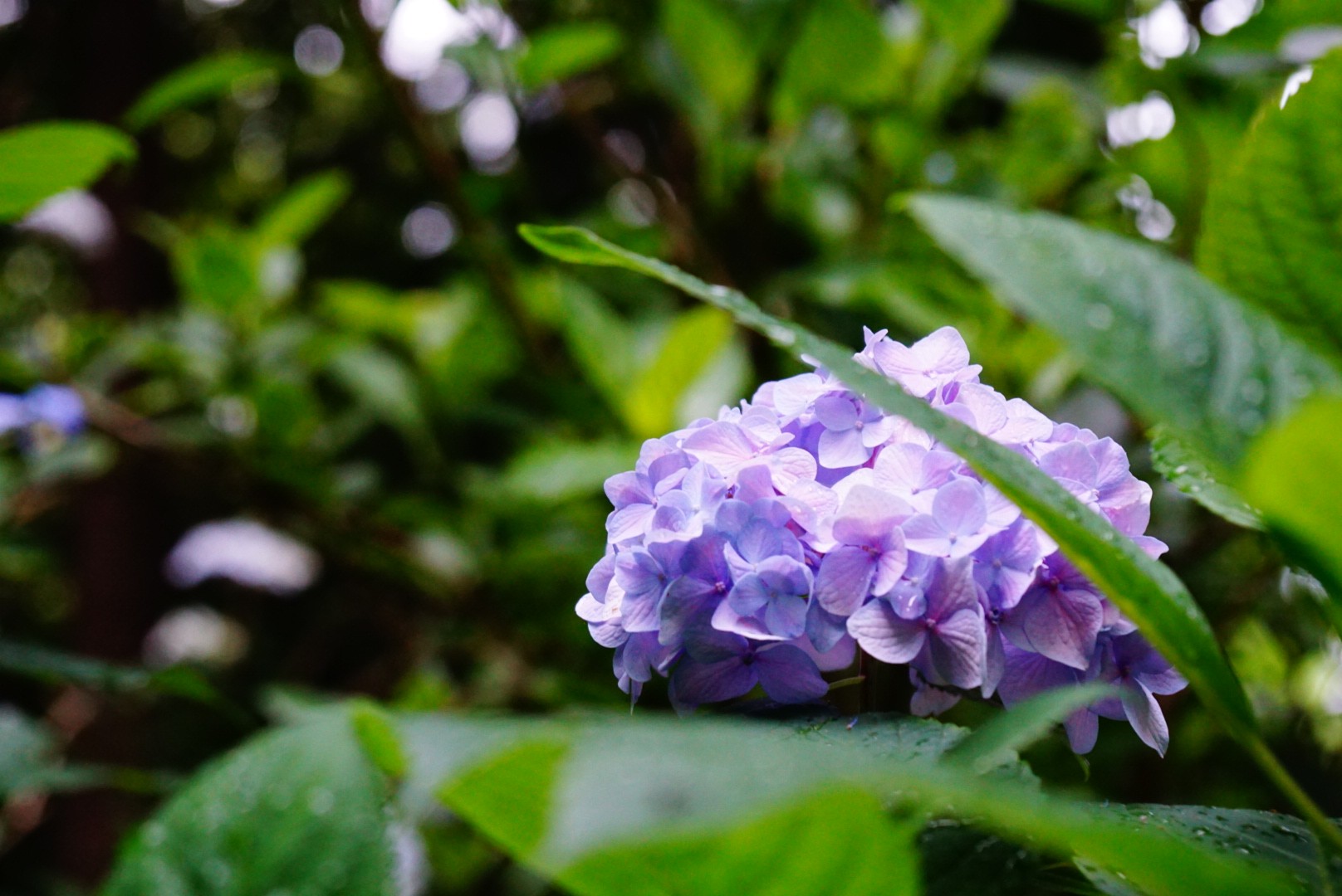 f:id:matsuko-555:20210617234936j:image f:id:matsuko-555:20210617234936j:image