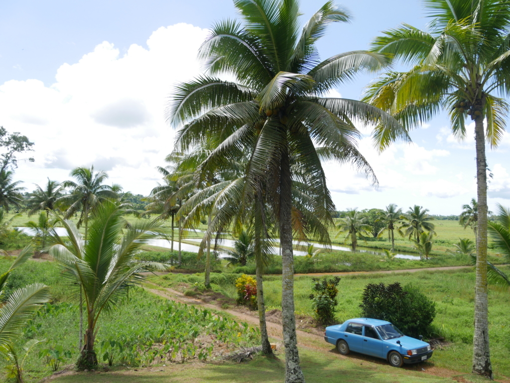 Week 23 フィジーの飲みニケーション カヴァ Kava と セブセブ Sevusevu Besitos