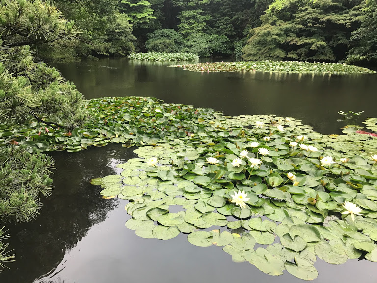 f:id:matsuko_ma25:20190723140925j:plain