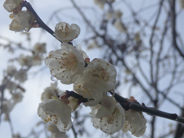 f:id:matsumarustore:20200126085526j:plain