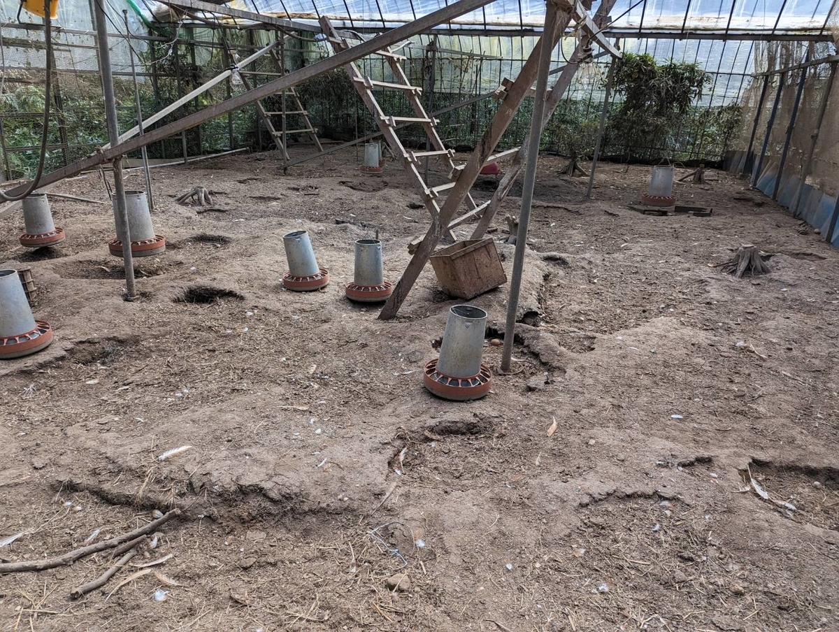 鶏がいなくなった平飼い鶏舎