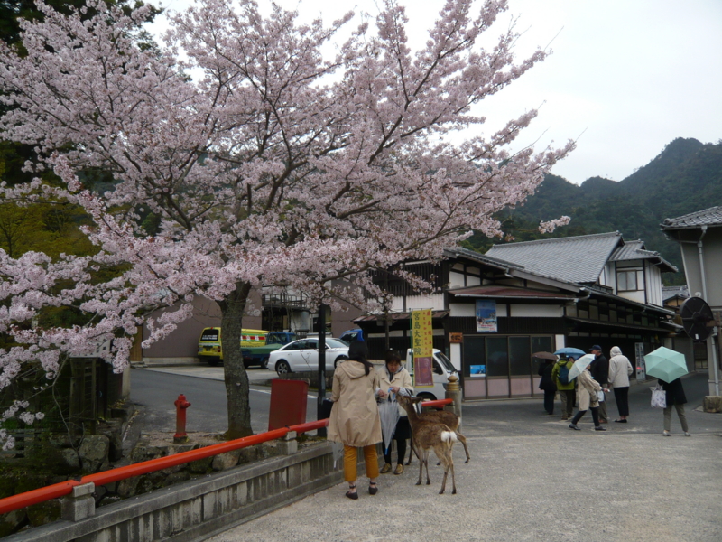 f:id:matsumotolab:20120413130123j:image:w480