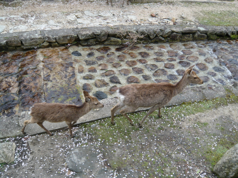 f:id:matsumotolab:20120413130201j:image:w480