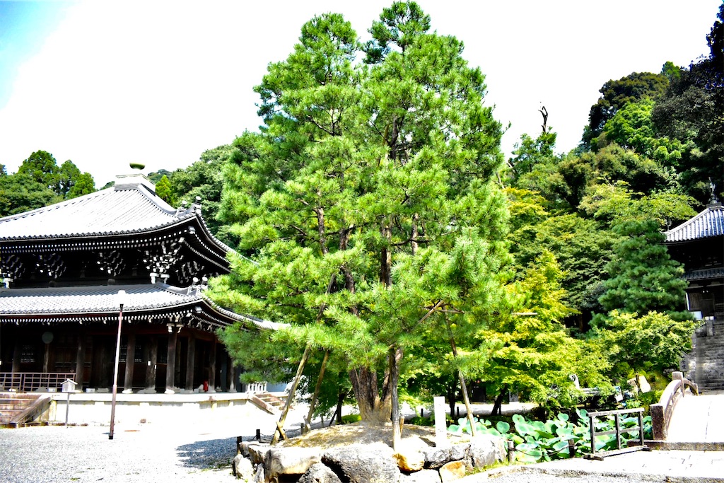 f:id:matsumotoyusuke:20201018150308j:image