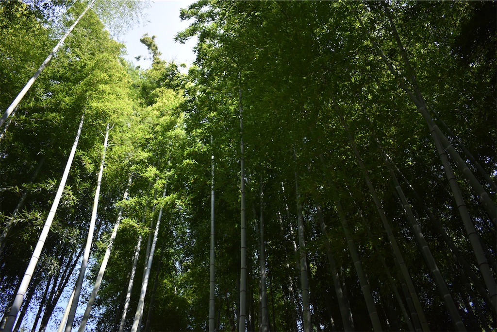 f:id:matsumotoyusuke:20201104195655j:image f:id:matsumotoyusuke:20201104195655j:image