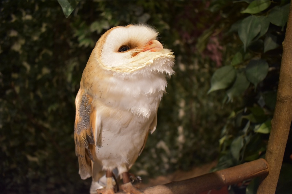 f:id:matsumotoyusuke:20201228170032j:image