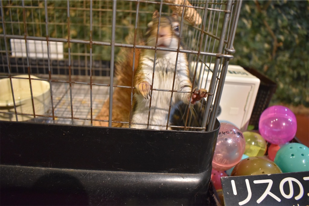 f:id:matsumotoyusuke:20201228170125j:image