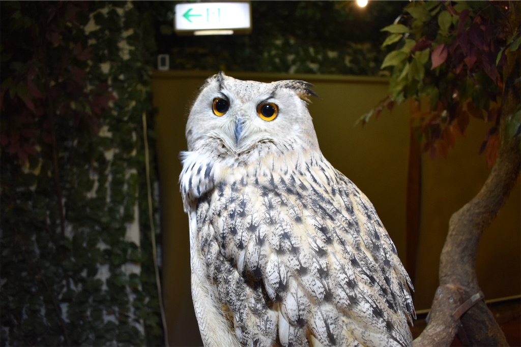 f:id:matsumotoyusuke:20201228170314j:image