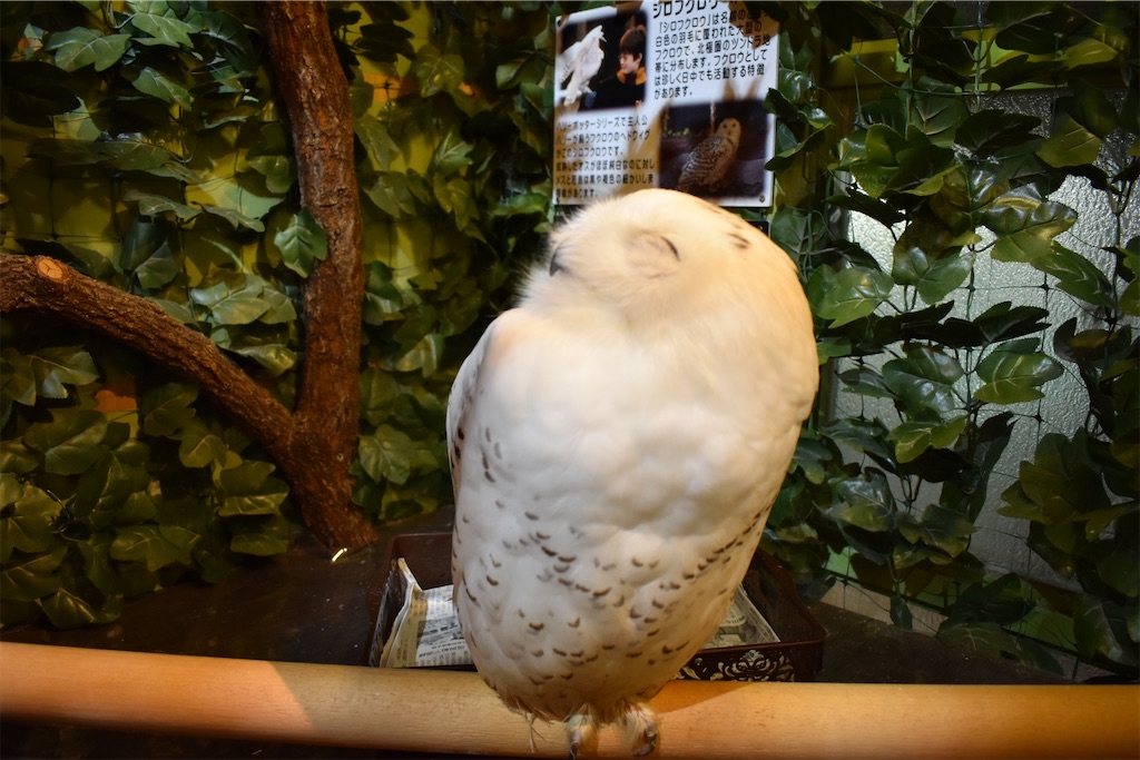f:id:matsumotoyusuke:20201228170344j:image