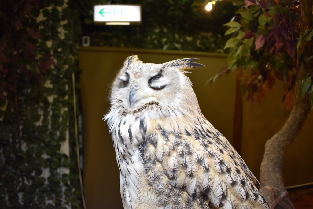 f:id:matsumotoyusuke:20201228170459j:image