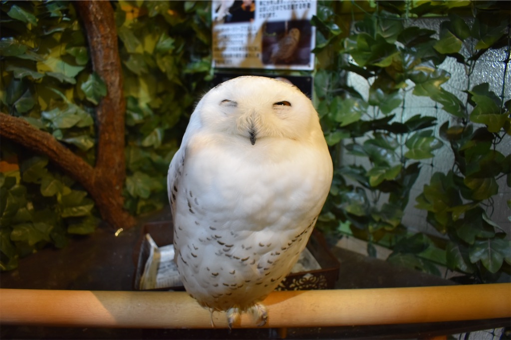 f:id:matsumotoyusuke:20201228170546j:image