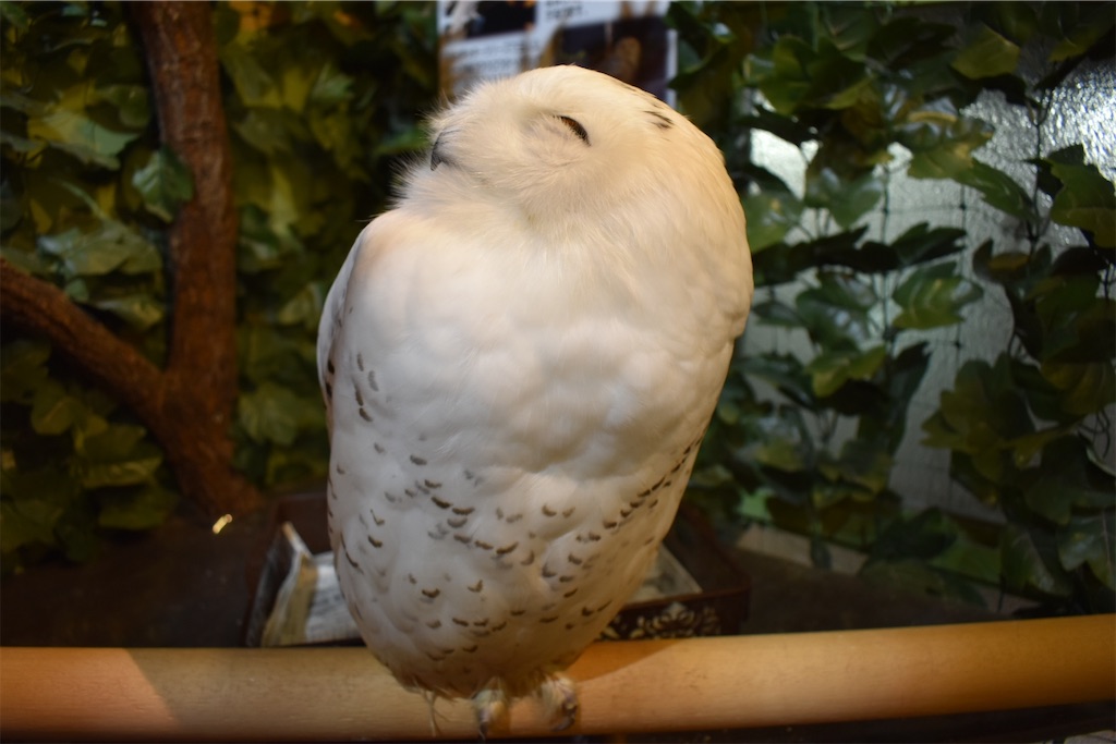 f:id:matsumotoyusuke:20201228170710j:image