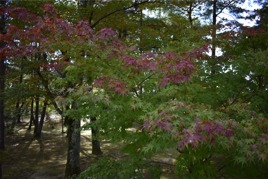 f:id:matsumotoyusuke:20201229170735j:image f:id:matsumotoyusuke:20201229170735j:image