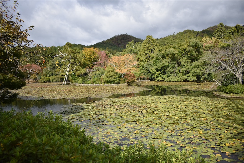 f:id:matsumotoyusuke:20210104190958j:image