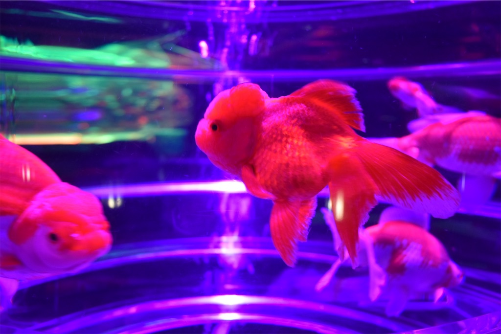 f:id:matsumotoyusuke:20210104210930j:image