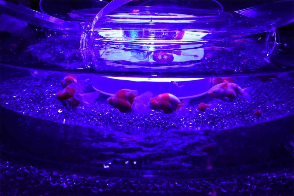 f:id:matsumotoyusuke:20210104211200j:image