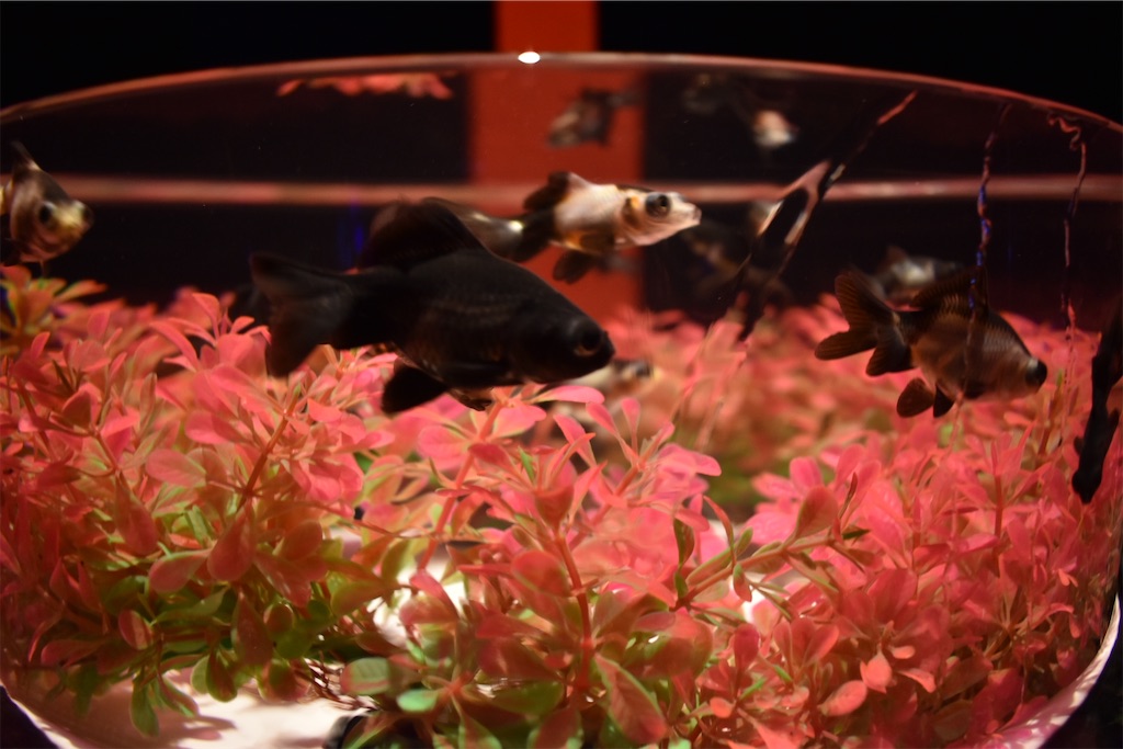 f:id:matsumotoyusuke:20210104211301j:image