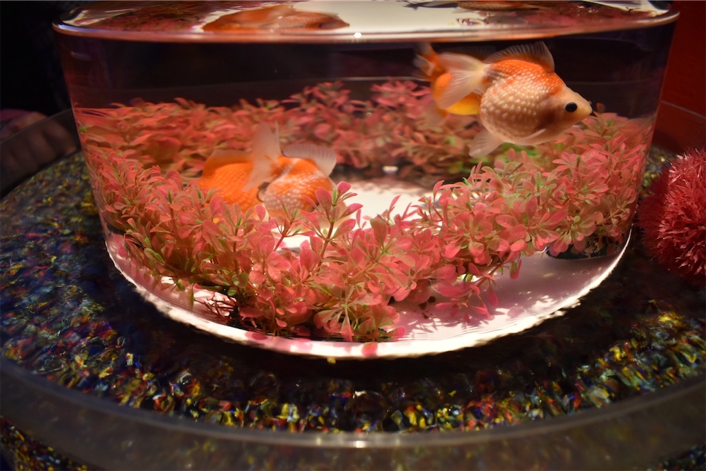 f:id:matsumotoyusuke:20210104211345j:image